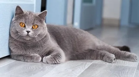 British Shorthair Cat