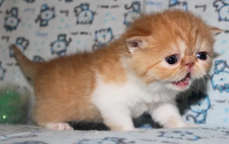 Exotic Shorthair Cat