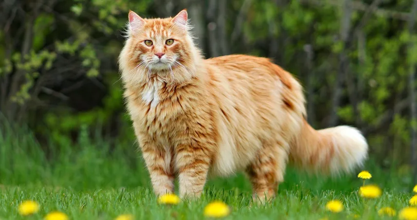 Maine Coon Cat