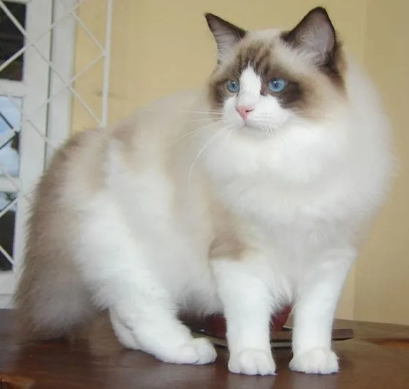 Ragdoll Cat