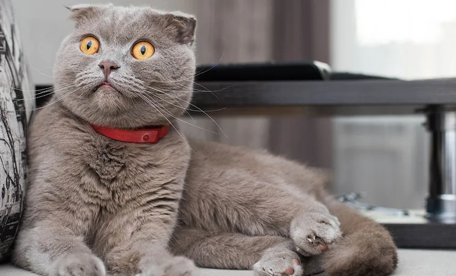 Scottish Fold Cat