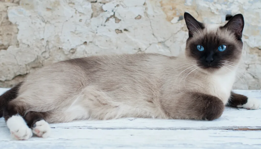 Siamese Cat