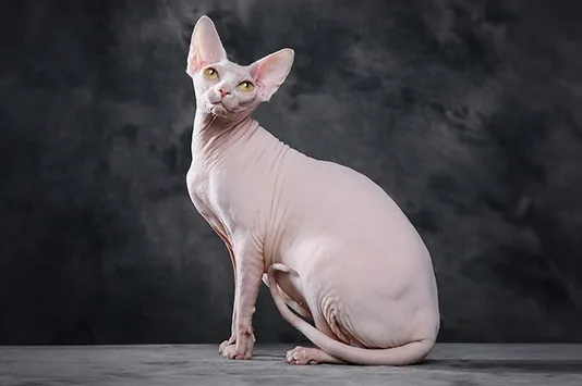 Sphynx Cat