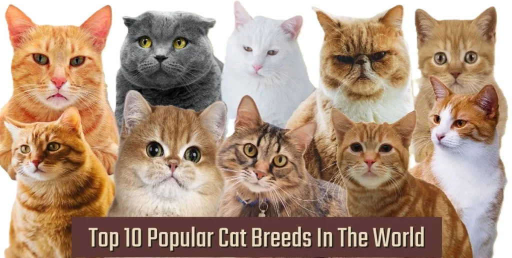 Top 10 Cat