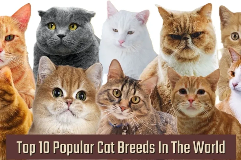 Top 10 Cat Breeds Loved Worldwide – Find the Perfect Feline for Your Lifestyle